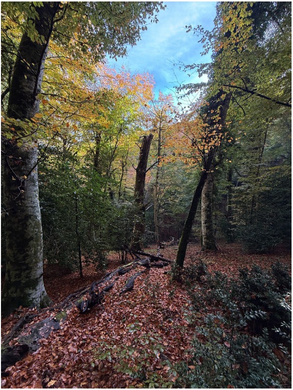 Galleria Boschi vetusti, la Foresta di Sfilzi nella Foresta Umbra entra nella Rete nazionale - Diapositiva 3 di 4