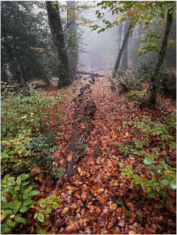 Galleria Boschi vetusti, la Foresta di Sfilzi nella Foresta Umbra entra nella Rete nazionale - Diapositiva 2 di 4