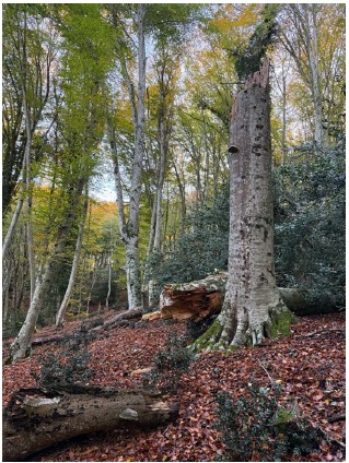 Galleria Boschi vetusti, la Foresta di Sfilzi nella Foresta Umbra entra nella Rete nazionale - Diapositiva 1 di 4