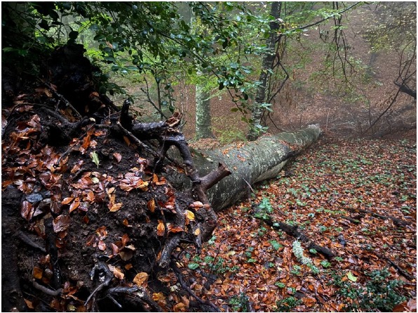 Galleria Boschi vetusti, la Foresta di Sfilzi nella Foresta Umbra entra nella Rete nazionale - Diapositiva 4 di 4